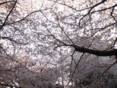 青家