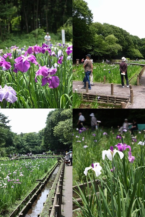 関東 花菖蒲の名所 見頃 東京 埼玉 千葉 神奈川