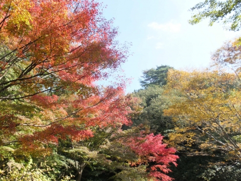 関西紅葉 穴場 ライトアップ 京都 大阪 兵庫 滋賀 奈良 和歌山