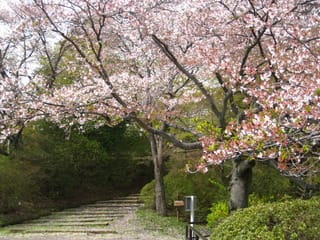 関東お花見～桜の名所・見ごろ・穴場・ライトアップ情報～