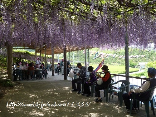 九州 沖縄 藤の名所 見頃 福岡 佐賀 長崎 熊本 大分 宮崎 鹿児島 沖縄