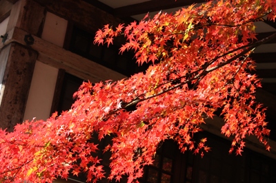 関西紅葉 穴場 ライトアップ 京都 大阪 兵庫 滋賀 奈良 和歌山 3ページ目