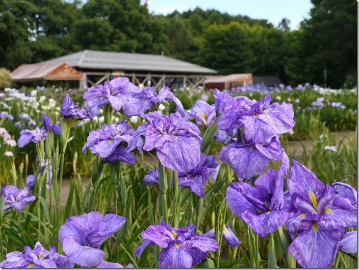 北海道 東北の菖蒲園 名所 北海道 青森 秋田 山形 岩手 宮城 福島